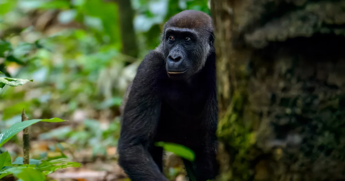 A young western lowland gorilla in the rainforest